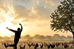 闻鸡起舞的典故及其出处